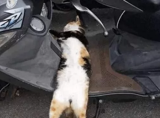 当一群流浪猫，担任起“看车管家”，我再也不用锁车了