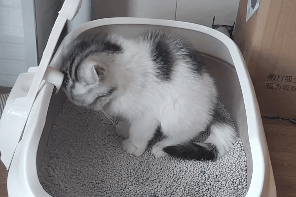 5、给猫咪按摩肚子 对于便秘的猫主子,平日里铲屎官还可以给它按摩按摩肚子,这对促进猫咪的肠道蠕动,使其顺利排便也有一定的好处。但要注意,手法不能太粗鲁,以免弄伤主子。 6、食用宠物益生菌 家里也可以备些宠物益生菌,给猫咪调理肠胃,促进肠胃蠕动,对便秘、食欲不振、腹泻都是很有帮助的。 注意,如果猫主子的便秘特别严重,请第一时间将其送往附近的宠物医院诊治。 人便秘了很受罪,小猫咪自然也是如此!因此,大家平时一定要多多关心一下主子的排便情况,别到时候囤了一肚子便便,你还以为它怀孕了,多囧啊~ 5、给猫咪按摩肚子 对于便秘的猫主子,平日里铲屎官还可以给它按摩按摩肚子,这对促进猫咪的肠道蠕动,使其顺利排便也有一定的好处。但要注意,手法不能太粗鲁,以免弄伤主子。 6、食用宠物益生菌 家里也可以备些宠物益生菌,给猫咪调理肠胃,促进肠胃蠕动,对便秘、食欲不振、腹泻都是很有帮助的。 注意,如果猫主子的便秘特别严重,请第一时间将其送往附近的宠物医院诊治。 人便秘了很受罪,小猫咪自然也是如此!因此,大家平时一定要多多关心一下主子的排便情况,别到时候囤了一肚子便便,你还以为它怀孕了,多囧啊~