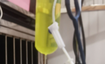 捡猫后续 捡猫后续