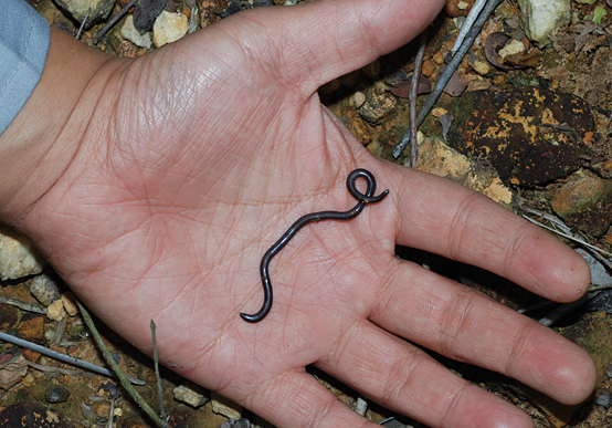 如此细小的钩盲蛇不来看看吗