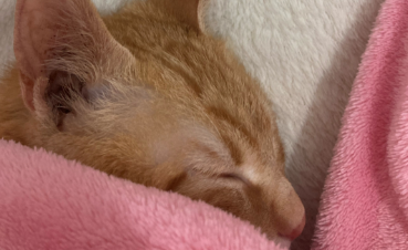 橘猫辛巴（中）