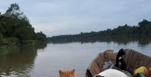 宠主带着群猫驾船捕鱼，船边站立一排猫咪，估计要把鱼都吓跑了