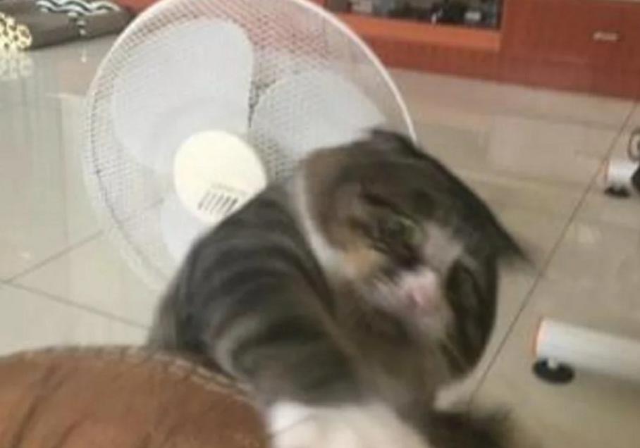 猫咪扒在沙发上玩，突然失足掉落时，露出的表情让人笑喷了！
