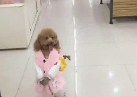 泰迪装成小姑娘去超市，旁边老奶奶的反应亮了，都以为它是孩子！
