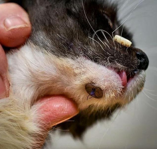 小奶猫下巴摔骨折,医生用纽扣帮它做了一个“特殊的手术” 小奶猫下巴摔骨折,医生用纽扣帮它做了一个“特殊的手术”