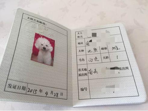 爱犬有“身份”后 犬主人的素质不能“拖后腿”