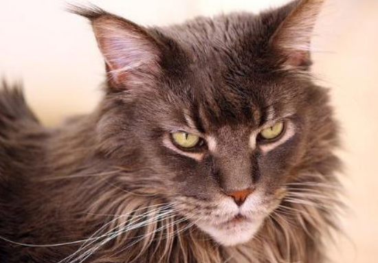 穷人养不起的6种猫咪，养一只“穷三代”，贫穷限制了我的宠物