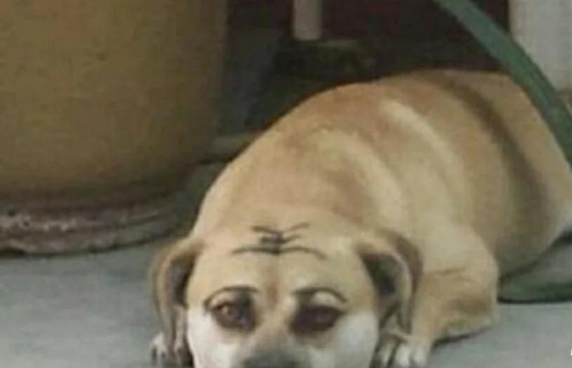 主人闲得无聊给狗狗化妆,还在它头上写了个字,狗狗的表情瞬间亮 主人闲得无聊给狗狗化妆,还在它头上写了个字,狗狗的表情瞬间亮