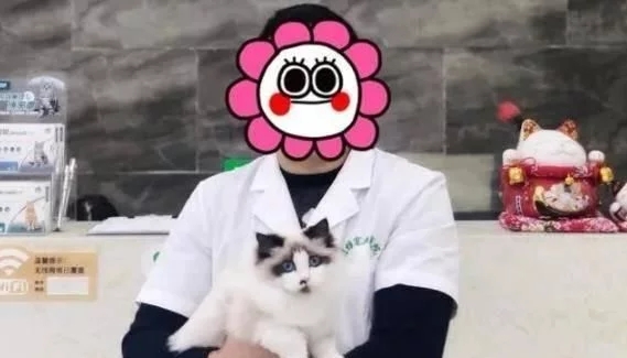 名贵布偶猫被摆门口当招财猫用，店主它在打工还债