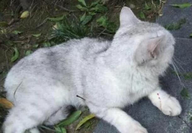 猫咪8楼摔下满脸是血，当主人赶到时，动作令围观人大赞