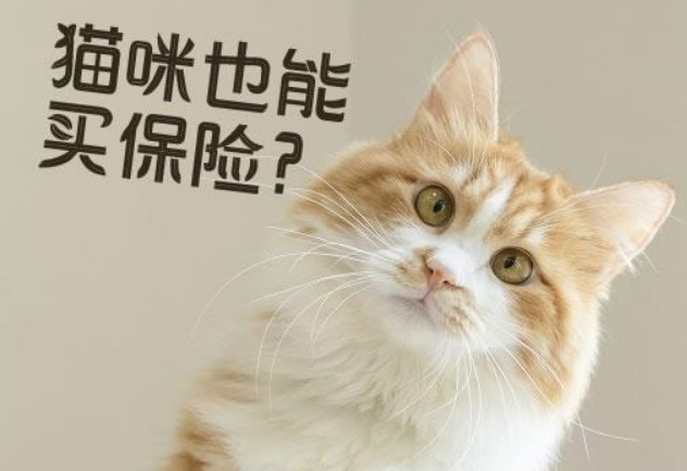 宠物保险?贫穷限制了铲屎官的想象力! 宠物保险?贫穷限制了铲屎官的想象力!
