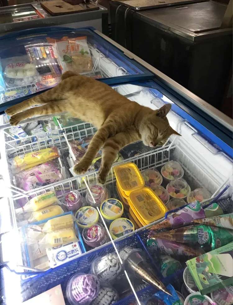 #宠物# #夏# #猫# 这就是广东，耶不耶