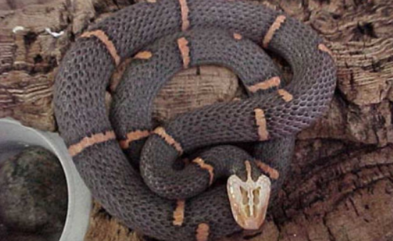 极其罕见的喜玛拉雅白头蛇，生活竟如此艰难
