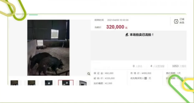司法拍卖骆驼、鳄鱼!还有野猪一万斤起拍 司法拍卖骆驼、鳄鱼!还有野猪一万斤起拍