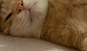 橘猫辛巴（中）