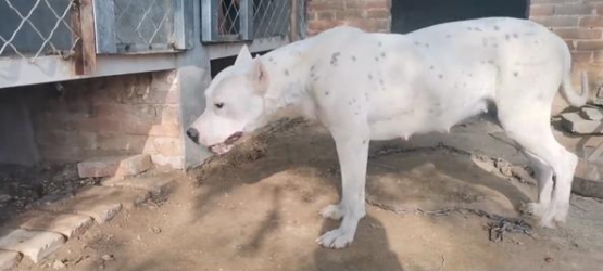 恶犬咬死孩子,养狗门槛在哪 恶犬咬死孩子,养狗门槛在哪
