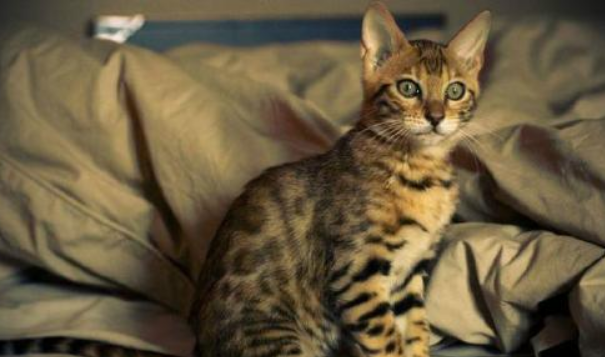 穷人养不起的6种猫咪，养一只“穷三代”，贫穷限制了我的宠物