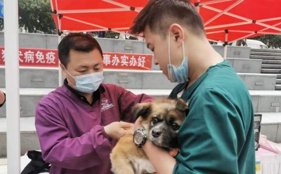 青岛开展养犬管理专项整治行动 遛狗不牵绳涉嫌违法 青岛开展养犬管理专项整治行动 遛狗不牵绳涉嫌违法