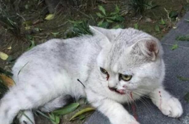 猫咪8楼摔下满脸是血，当主人赶到时，动作令围观人大赞
