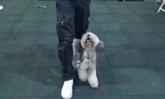 贵宾犬出现分离焦虑，广州专业训犬学校通过什么方法训练纠正