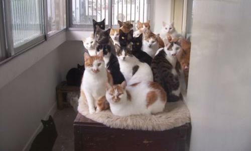 养大量猫的邻居干扰你的生活该怎么办