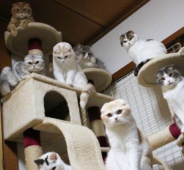 养大量猫的邻居干扰你的生活该怎么办