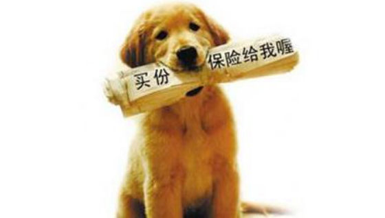 宠物保险?贫穷限制了铲屎官的想象力! 宠物保险?贫穷限制了铲屎官的想象力!