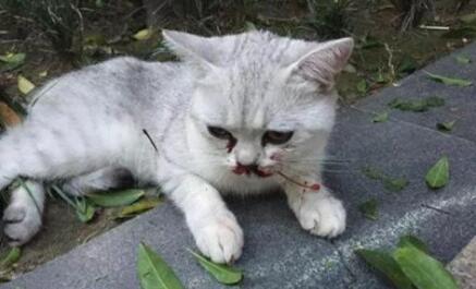 猫咪8楼摔下满脸是血，当主人赶到时，动作令围观人大赞