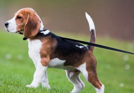 携犬入园要注意，文明遛狗守新规！