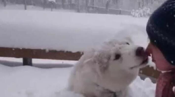 哈士奇把主人堆的雪人弄没了,于是主人一生气把二哈堆成了雪狗 哈士奇把主人堆的雪人弄没了,于是主人一生气把二哈堆成了雪狗