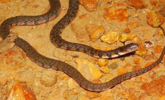 科普小知识分享：中国特有的珍稀蛇种——温泉蛇