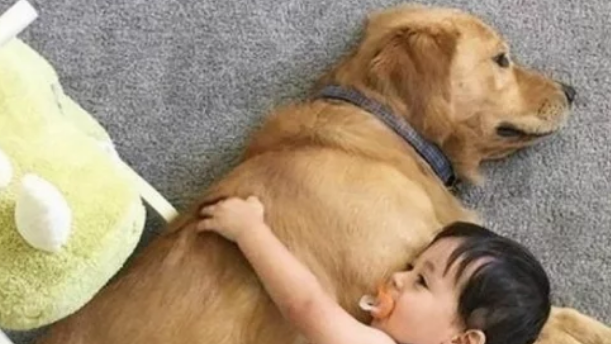 狗狗临终前咬了小主人一口，却因此而救了他的命