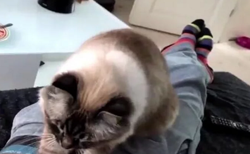 主人躺床上喊痛，猫咪听见后主动帮主人按摩，网友：好想偷走