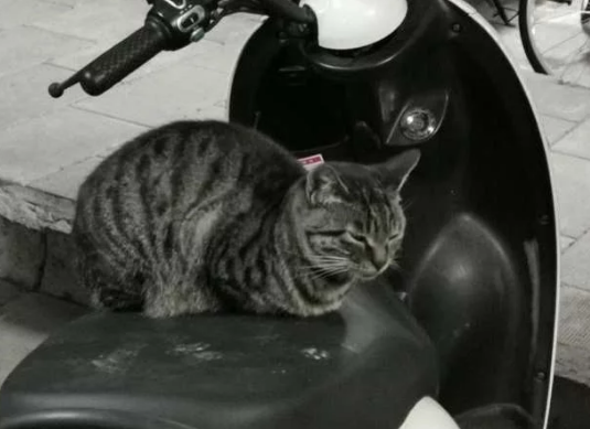 当一群流浪猫，担任起“看车管家”，我再也不用锁车了