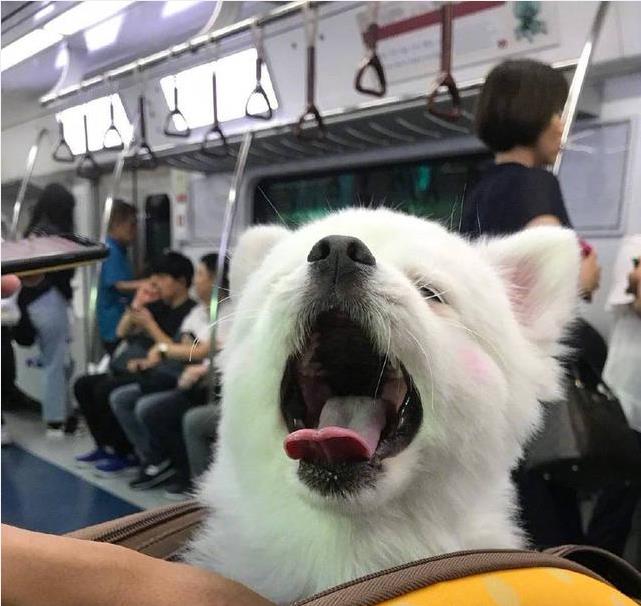 狗狗睡醒探出头，发现周围人都在看它，马上露出笑容超级萌