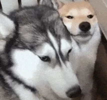 主人把柴犬和哈士奇关一起,才2天柴犬就崩溃了,主人也很无奈 主人把柴犬和哈士奇关一起,才2天柴犬就崩溃了,主人也很无奈