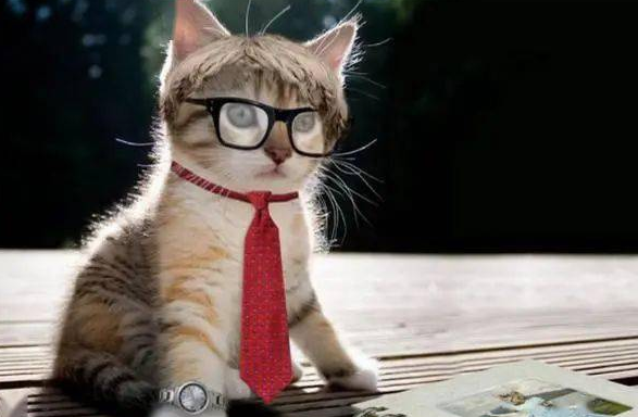 不老的猫