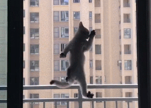 猫咪飞檐走壁，好似拥有超能力，猫咪：糟糕，猫咪侠的身份暴露了