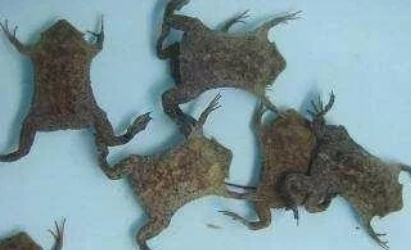 地球上长相最奇葩的动物,个个都非常的稀奇罕见! 地球上长相最奇葩的动物,个个都非常的稀奇罕见!