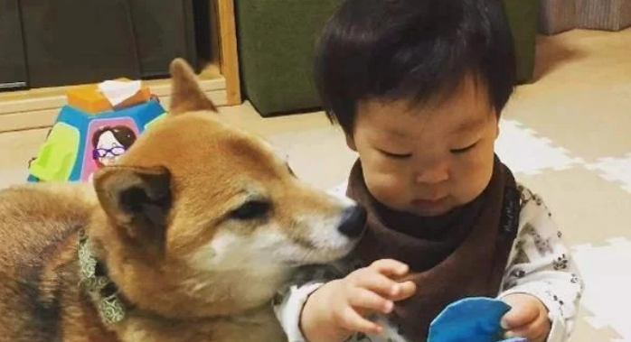 狗狗睡了小主人的位置,下一秒宝宝的表现,让妈妈笑得前俯后仰 狗狗睡了小主人的位置,下一秒宝宝的表现,让妈妈笑得前俯后仰