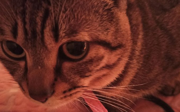 回到家了发现小奶猫满头是血躺在地上,身体都僵了 回到家了发现小奶猫满头是血躺在地上,身体都僵了