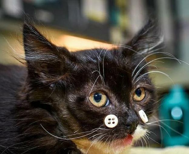 小奶猫下巴摔骨折,医生用纽扣帮它做了一个“特殊的手术” 小奶猫下巴摔骨折,医生用纽扣帮它做了一个“特殊的手术”
