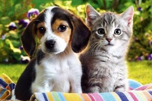 铲屎官为了更好地文化教育他的柴田犬，当面活生生吃完一只狗，看把它吓得！