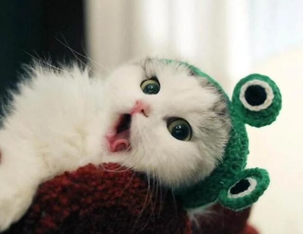 养猫人的烦恼：今年的春节，我不打算带猫咪回家了，你们呢？
