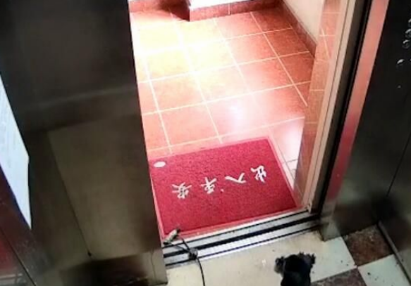 监控实拍!粗心狗主人把狗忘在电梯内,电梯升起狗被吊在半空