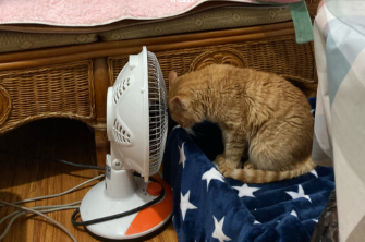 橘猫辛巴（中）