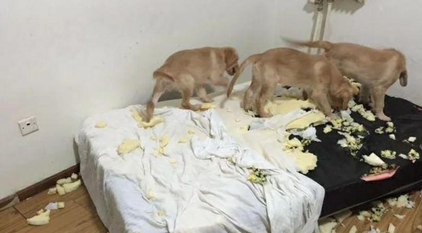 金毛一胎生下7只小金毛，不舍得送人自己养，结果却让主人惆怅