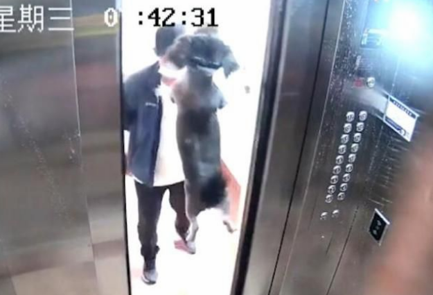 监控实拍!粗心狗主人把狗忘在电梯内,电梯升起狗被吊在半空