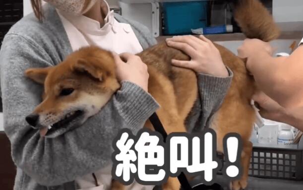 黄柴正在打针,黑柴却担心得快要哭了,患难见真情啊 黄柴正在打针,黑柴却担心得快要哭了,患难见真情啊