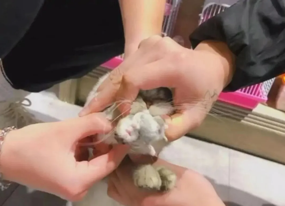 女子把猫放到宠物店寄养，第2天老板来电话：赶紧把它带走吧